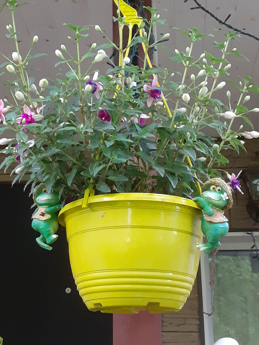 Фуксия в моем саду