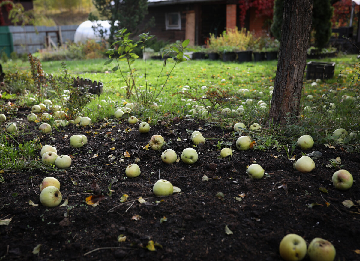 Крупные яблоки антоновки лежат ковром. Собираем каждый день, уже все вёдра, ящики заполнены яблоками, но они всё падают и падают. Запах мокрой земли, листвы и яблок в саду просто потрясающий.