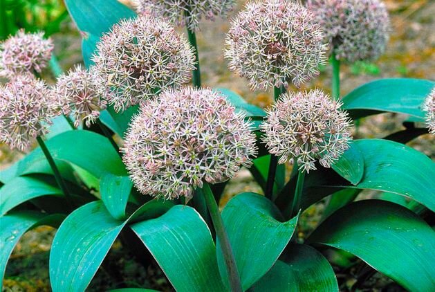 Лук каратавский 