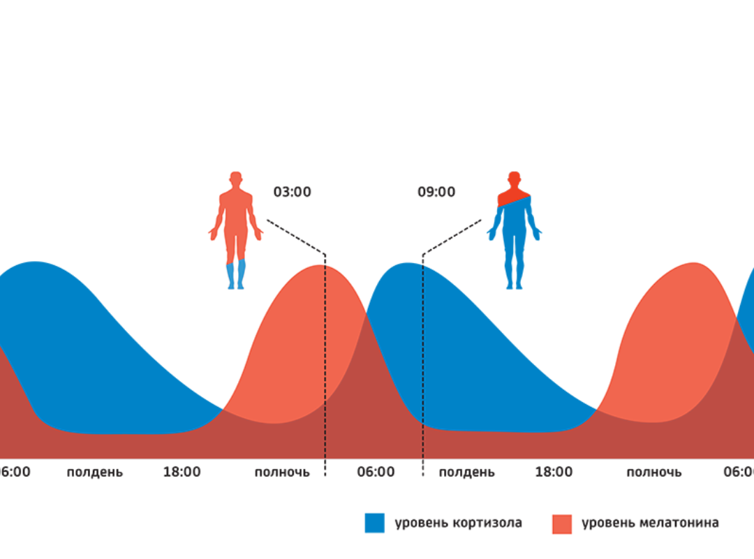 Фазы выработки мелатонина и кортизола