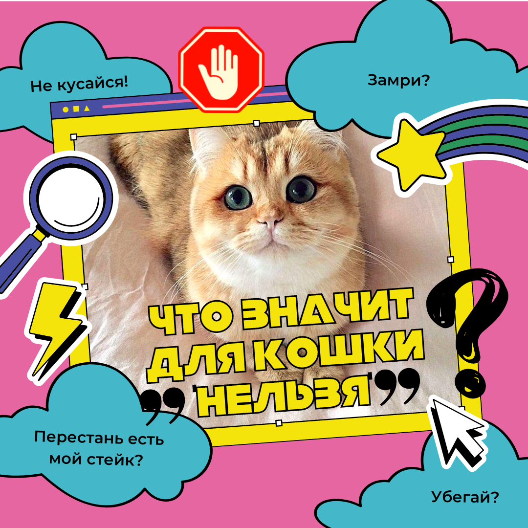 Кошка сама пришла в дом: что это значит?