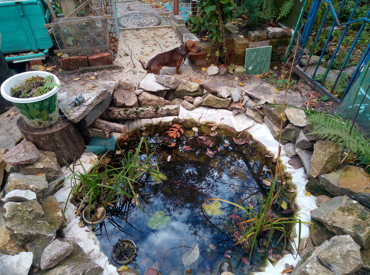 Фото автора. Пруд 1.