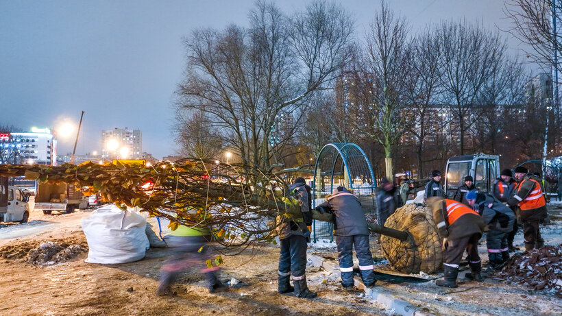    Высадка деревьев в рамках озеленения видовых пространств и магистралей Москвы © Комплекс городского хозяйства города Москвы