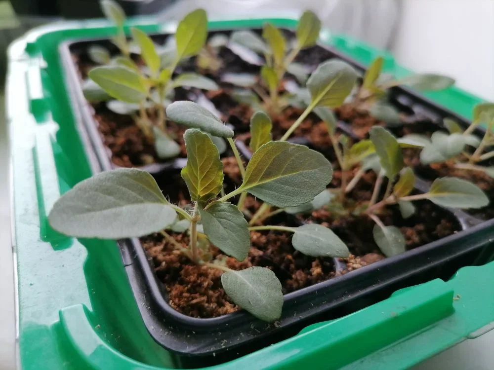 Рассада монарды