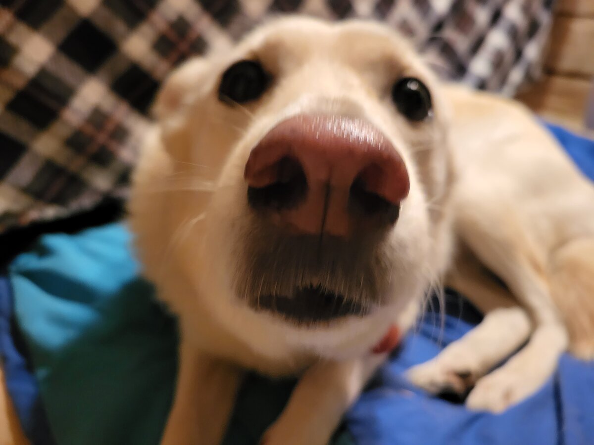 А я чо? Я – спать. А вы тут с фотоаппаратами лезете... 