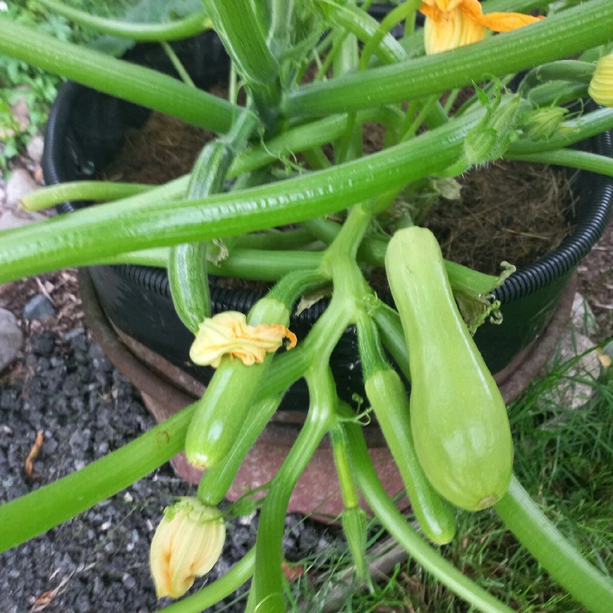 Молодые кабачки на даче. Фото автора