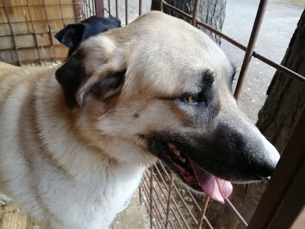 Гектор - сама харизма весом 50 с лишним кг!