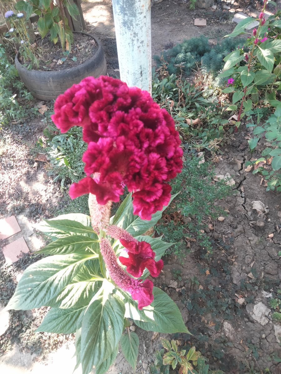 Такие интересные цветы растут во дворе у Ирины