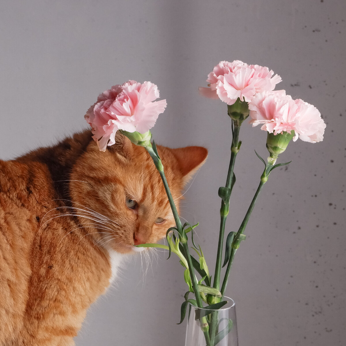 И котики мне в этом помогают:) 