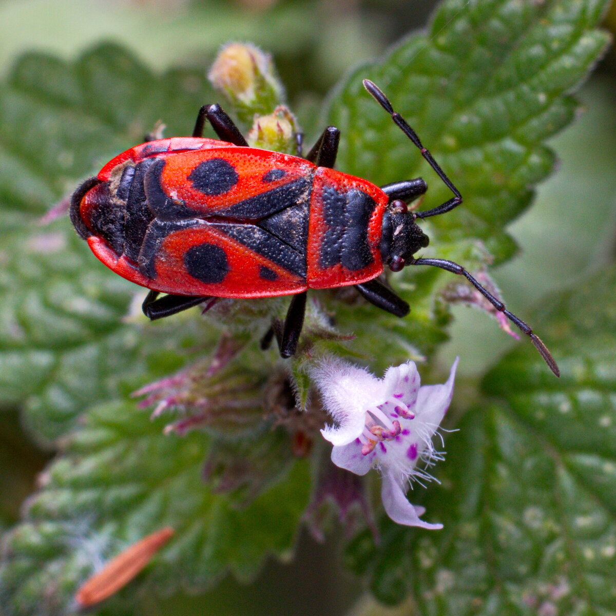 Клоп-солдатик, краснокло́п бескрылый, козачёк, или красный клоп (лат. Pyrrhocoris apterus) 