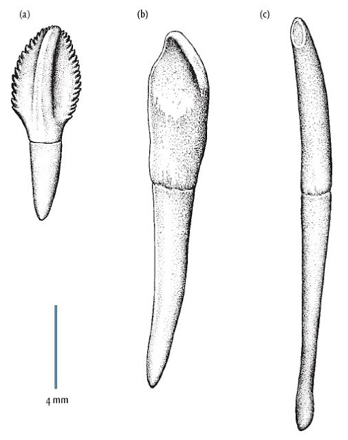 а) "Листовидные" зубы платеозавра;
b) "Ложковидные" зубы камаразавра;
c) Зубы-колышки диплодока.