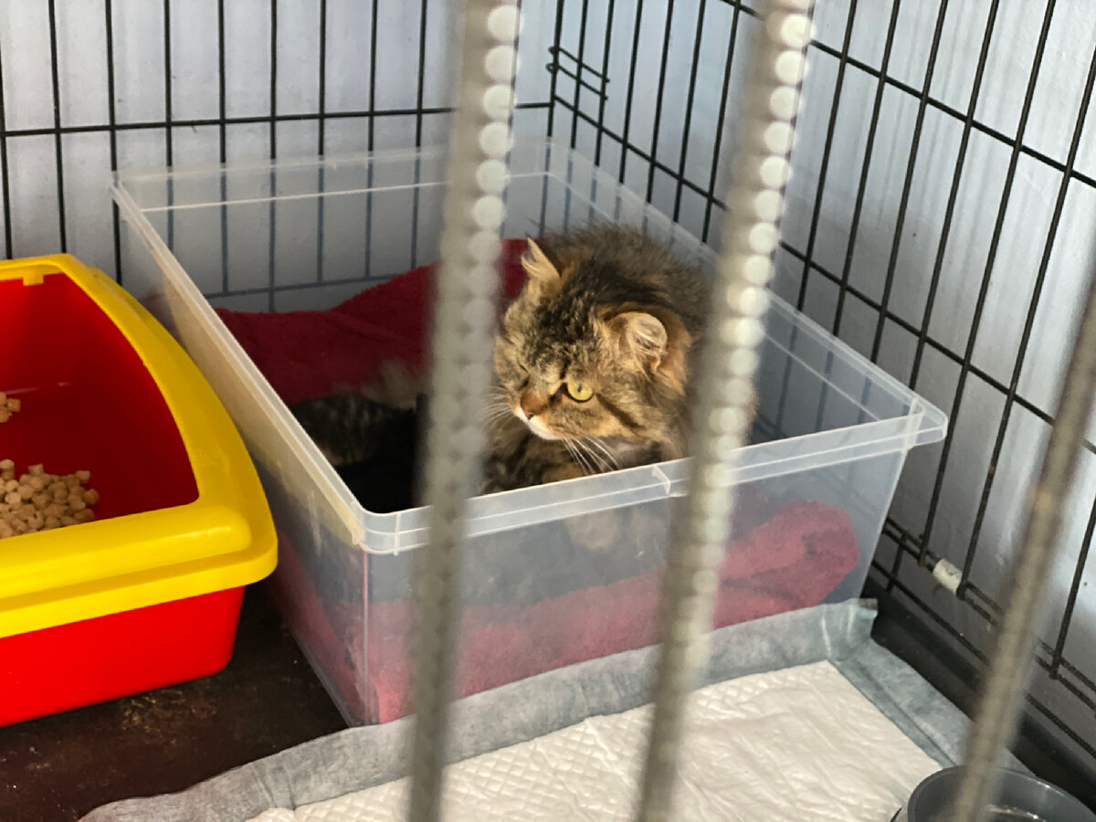 Марфа с котятами 