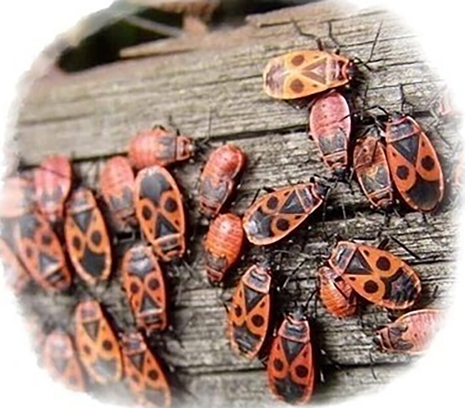 Фото с просторов интернета