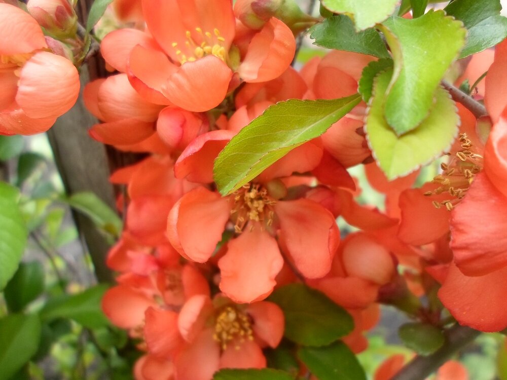 Японская айва - для услаждения взора читающих. Фото автора