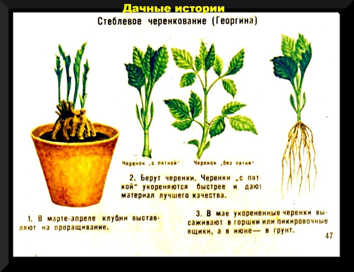 Как укоренить георгины. Черенки клубневые георгины. Укоренённые черенки георгин. Черенкование однолетних георгинов. Черенкуем георгины клубневые.