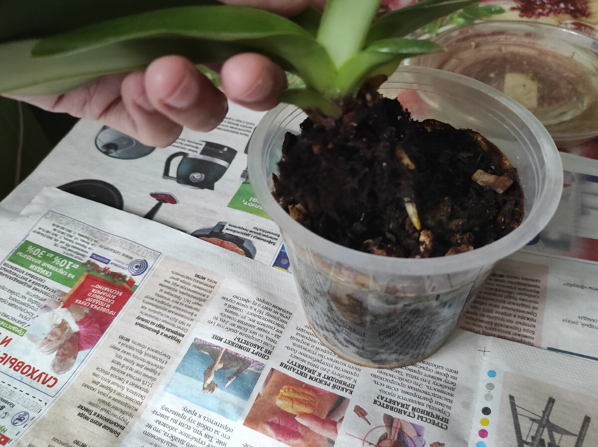 Фото является собственностью автора