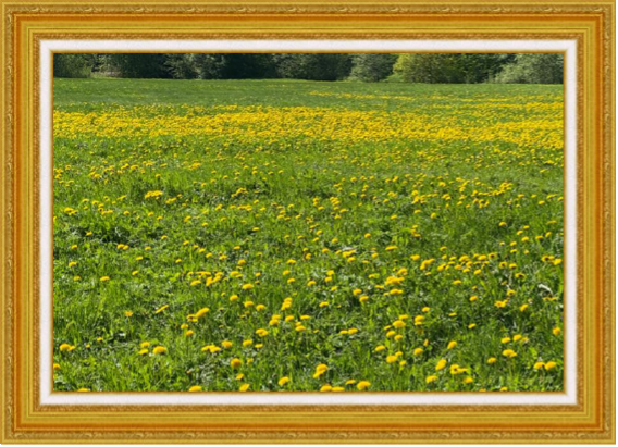 п. Сиверский, Лялин луг, цветение одуванчиков по берегам реки Оредеж