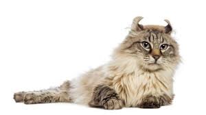 Американский кёрл