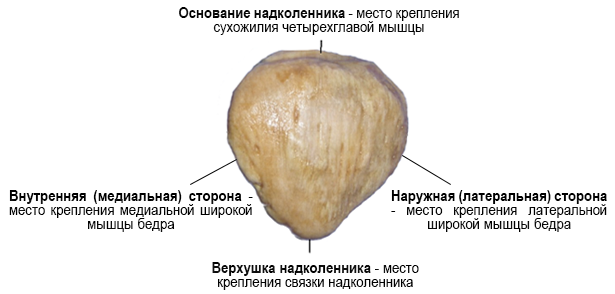 Перелом надколенника карта вызова