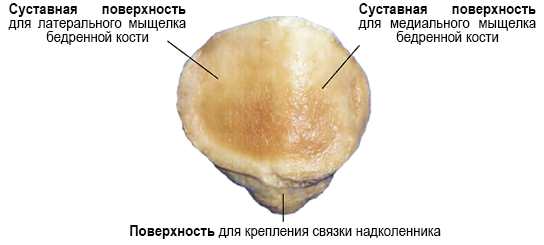 Медиальная фасетка надколенника. Надколенник анатомия кости. Анатомия надколенника верхний полюс. Фасетки надколенника анатомия.