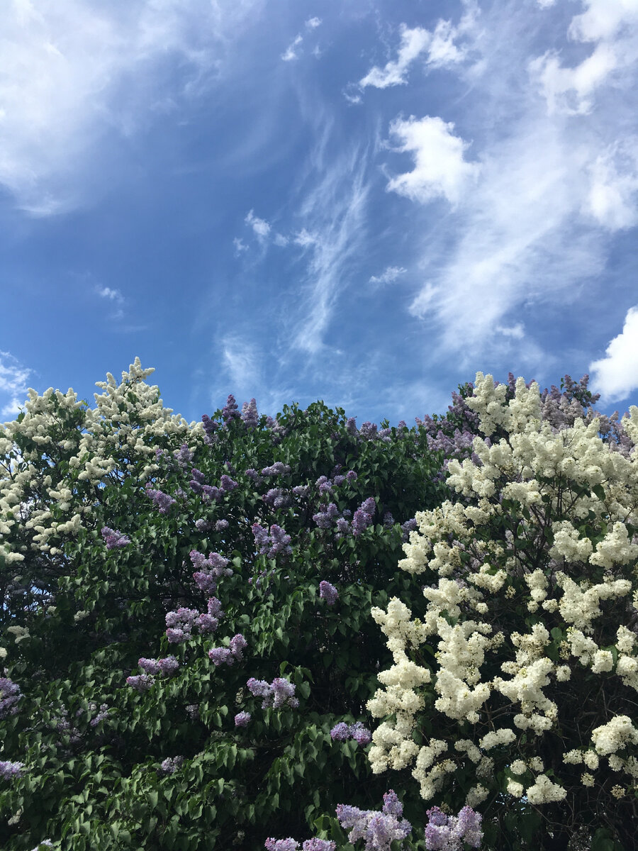 Неподалёку от Ⓜ️Щелковская есть потрясающий сиреневый сад. Для любителей прогулок является идеальным вариантом для времяпровождения. 