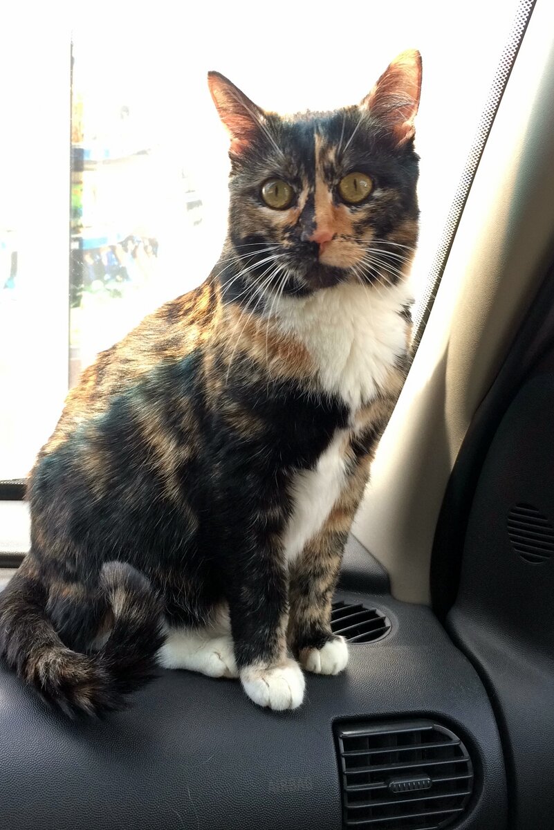 Вася в машине. Фото автора