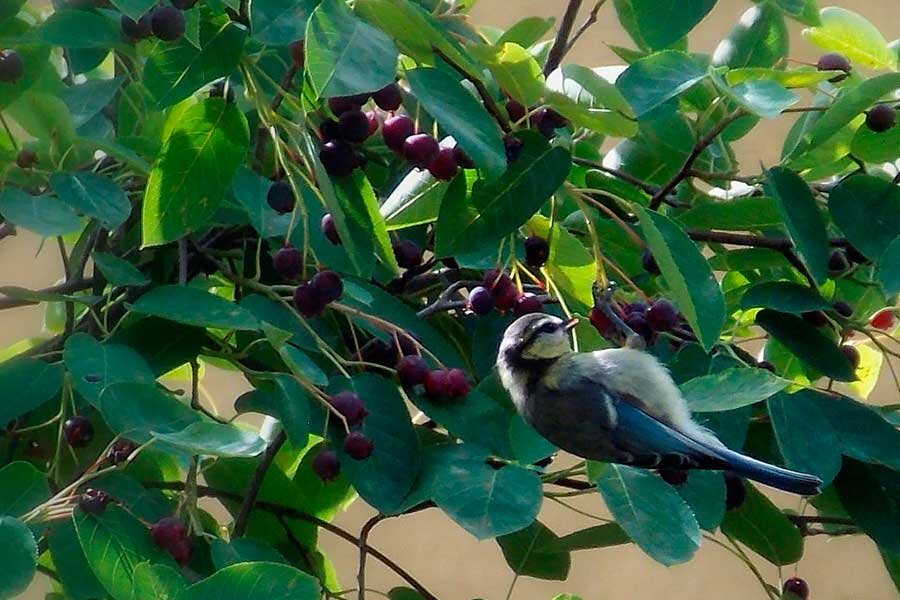 Как уберечь вишню от птиц и сохранить плоды, эффективные способы отпугивания с фото