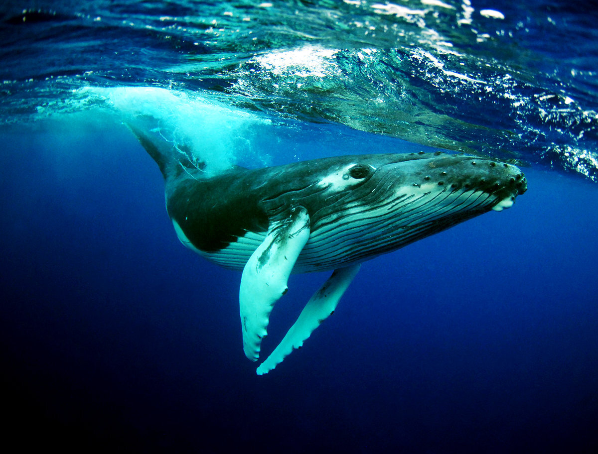 Cual es la ballena más grande