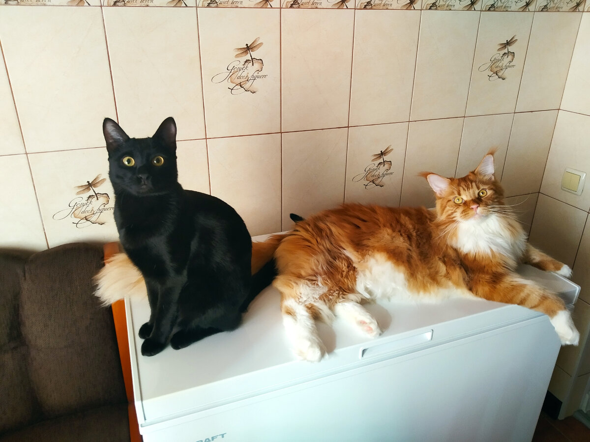 Мейн кун Степа и кот Тихон.