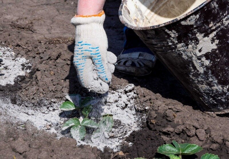 Не всегда, в силу обстоятельств, получается заготовить нужное удобрение. В этом случае и могут помочь нестандартные, но действенные и доступные средства. (Фото используется по стандартной лицензии ©hozvopros.com)