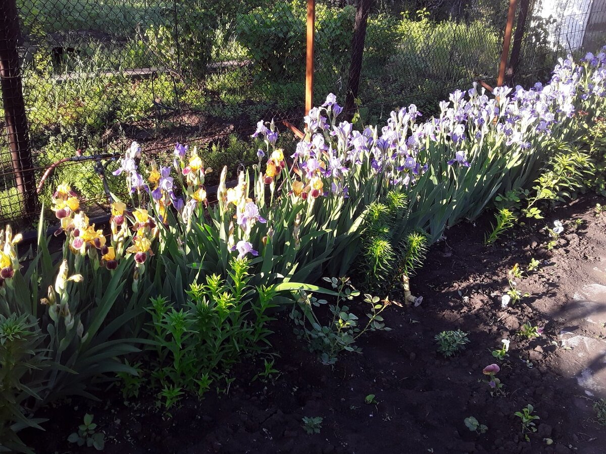 Рассада виолы, высаженная у дорожки, основные ее цвета повторяются и в массиве ирисов