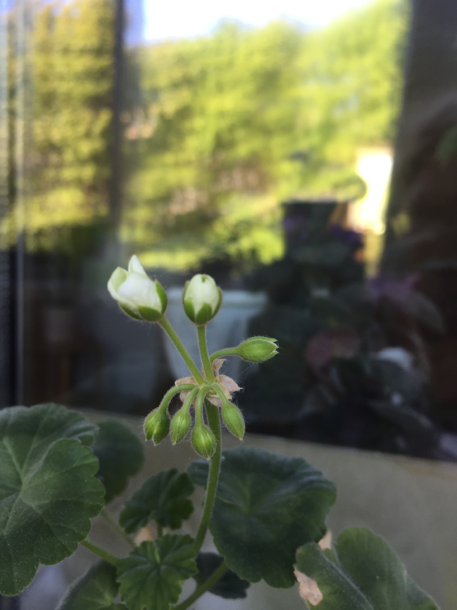 Какая нежность и воздушность