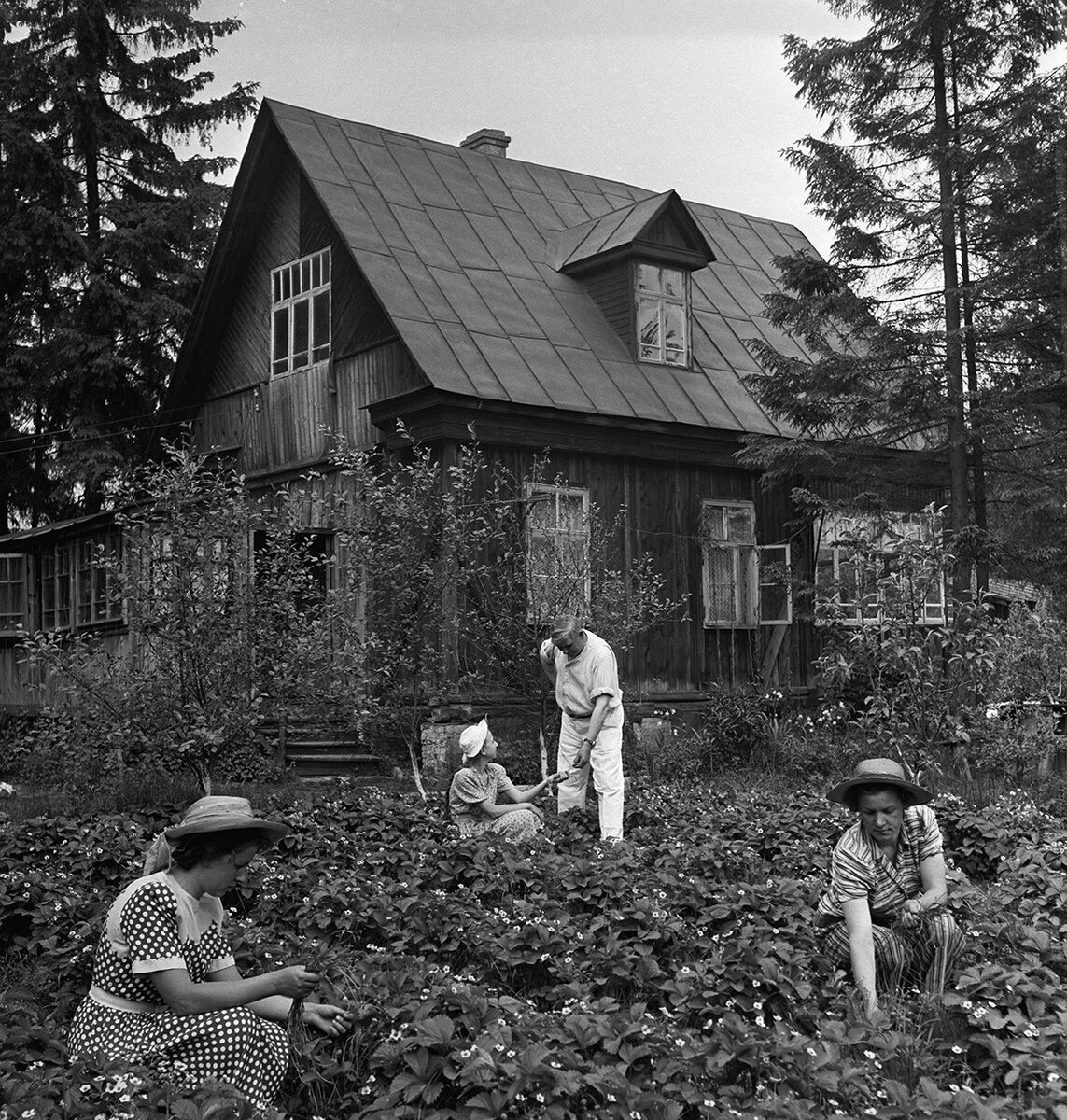 Семья рабочего на даче обрабатывает грядки с клубникой. 1953. Давид Шоломович/Sputnik