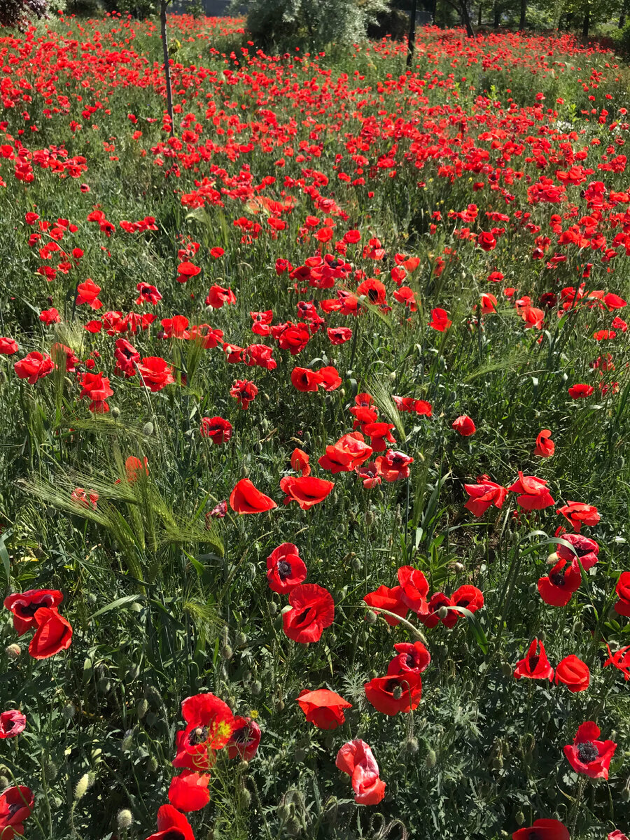 Мама очень любила маки, как и все цветы. Эта любовь передалась мне..