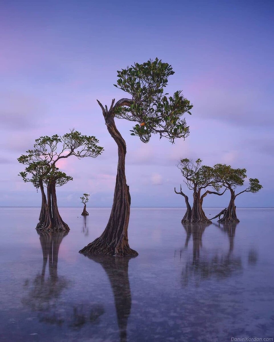 2 особенных дерева. Танцующие деревья острова Сумба. Мангровые деревья Индонезия. Остров Сумба. Остров Сумба Индонезия.