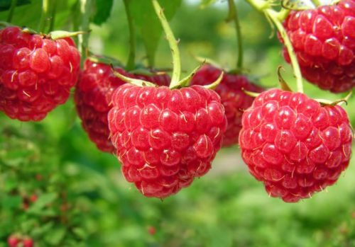 Новость Кузьмина – среднеранний сорт с отличными вкусовыми качествами Источник фото: https://sort-malina.ru
