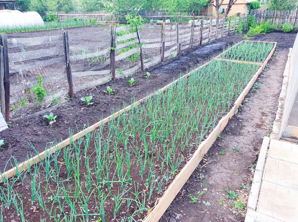 Чем выше грядка, тем лучше, но даже 15-20 сантиметров высотой – уже и выглядит аккуратнее, и обрабатывать проще