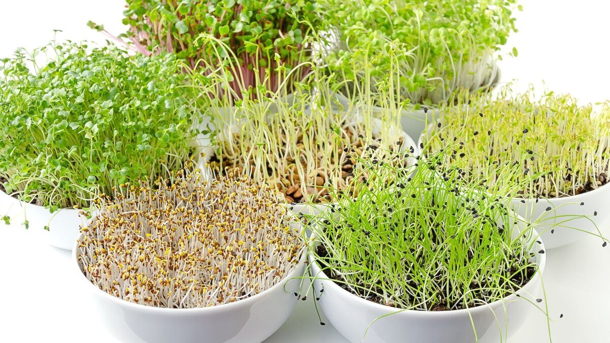 Разные сорта микрозелени
