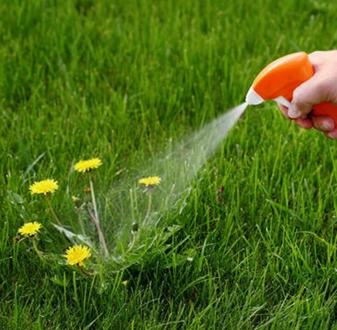 фото https://yandex.ru/images