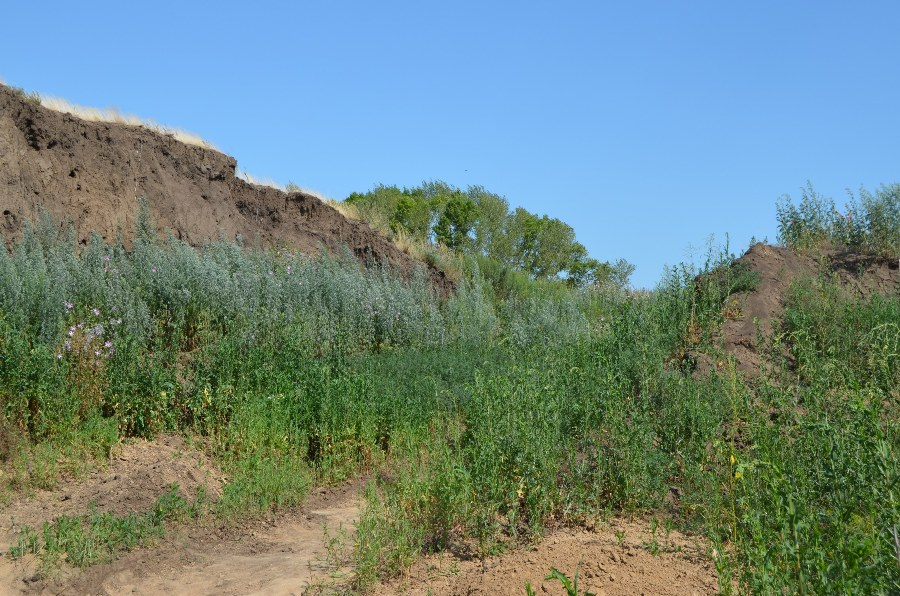 Разрез кургана