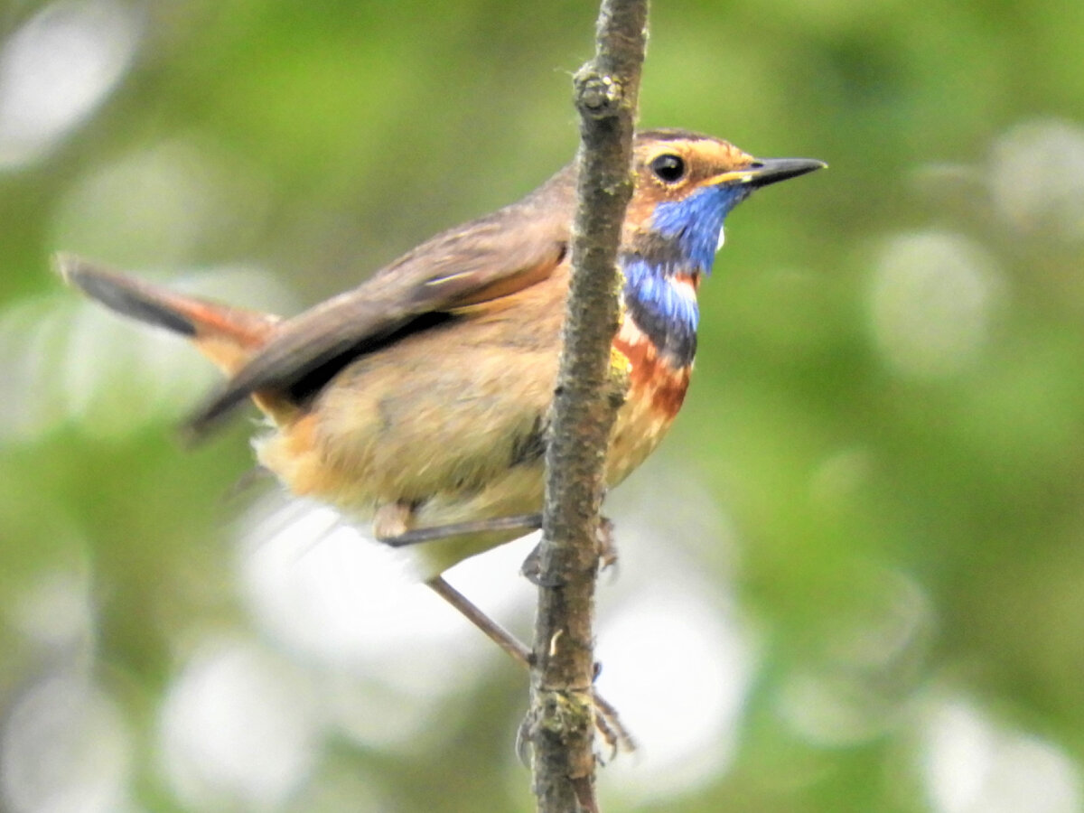 Варакушки – родственники соловьев, представители этого вида прекрасно подражают голосам других птиц. Интересно, но варакушки в свои песни вплетают фрагменты песен других птиц, живущих по соседству, таким образом, оповещая, кто живет у них по боком;