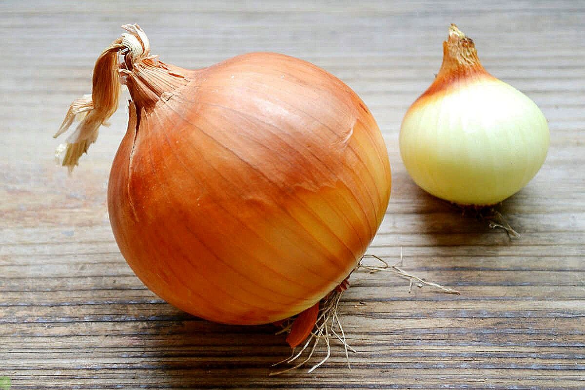 РЕПЧАТЫЙ ЛУК - 2 ШТУКИ