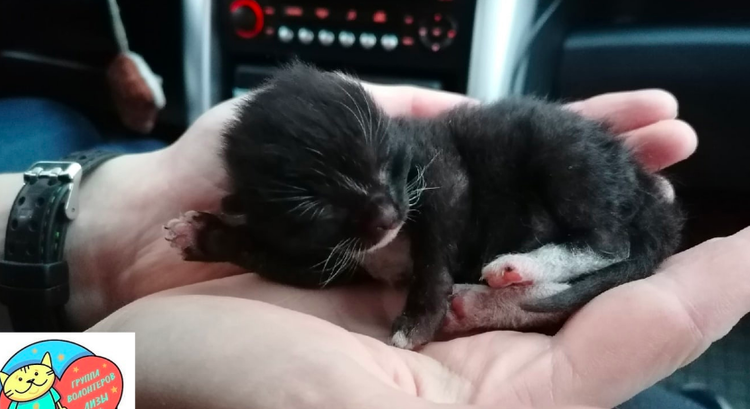 Фото Лизы Титовой https://vk.com/dobrovmurmanske 