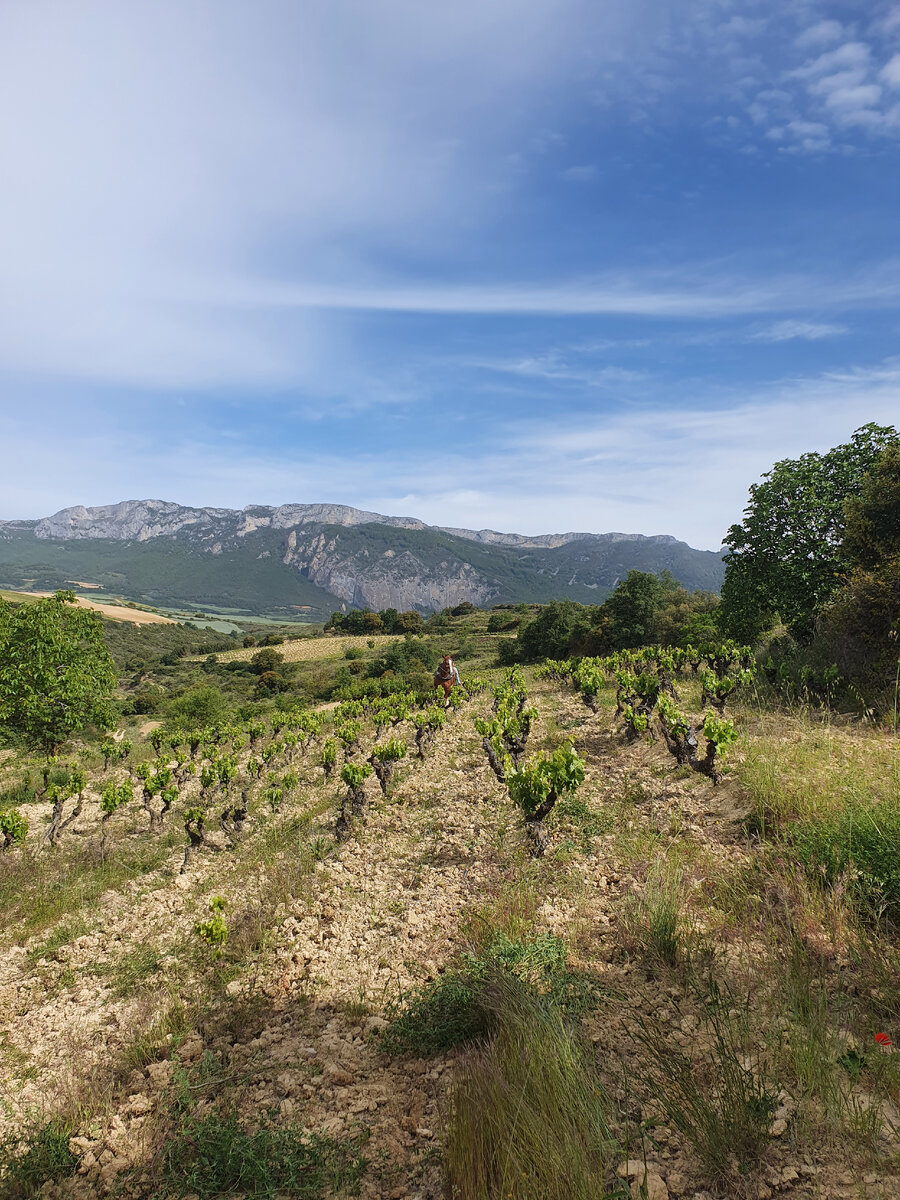 так выглядит один из виноградников Bhilar