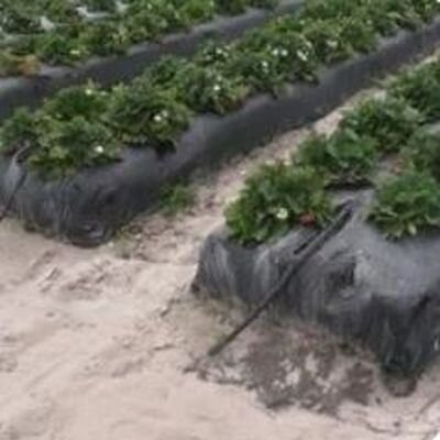 клубника посадка под агрополотно
