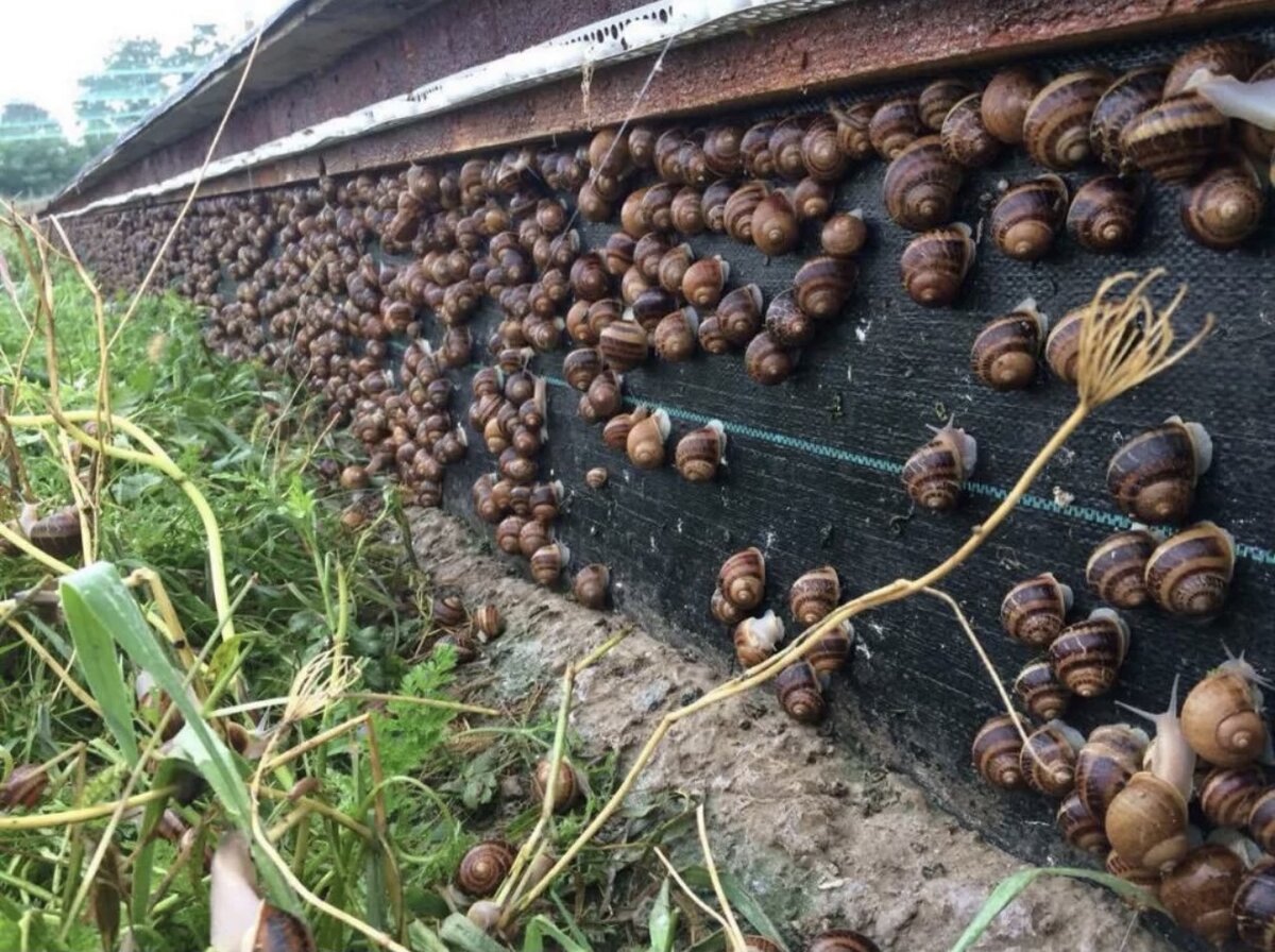 Место скопления улиток