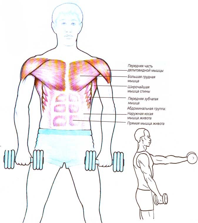 Нагрузка на грудную клетку. Упражнения на грудные мышцы с гантелями. Упражнения с гантелями для мышц грудины для мужчин. Упражнения с гантелями для грудных мышц для мужчин в домашних. Упражнения на грудные мышцы с гантелями для мужчин стоя.
