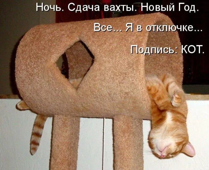 Котики картинки с надписями прикольные