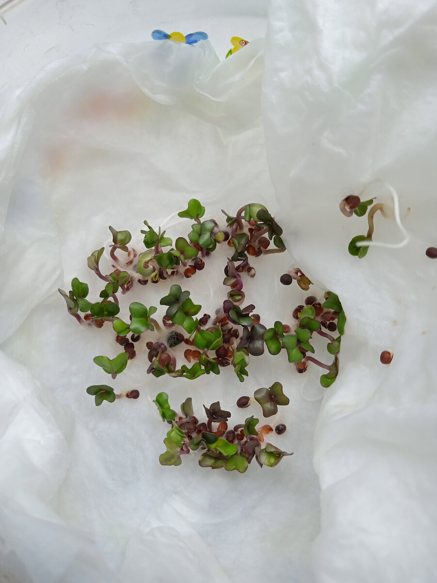 Рассада капусты. Быстрый и безрезультатный вариант. И где я вычитала что надо проращивать семена на салфетке?) 