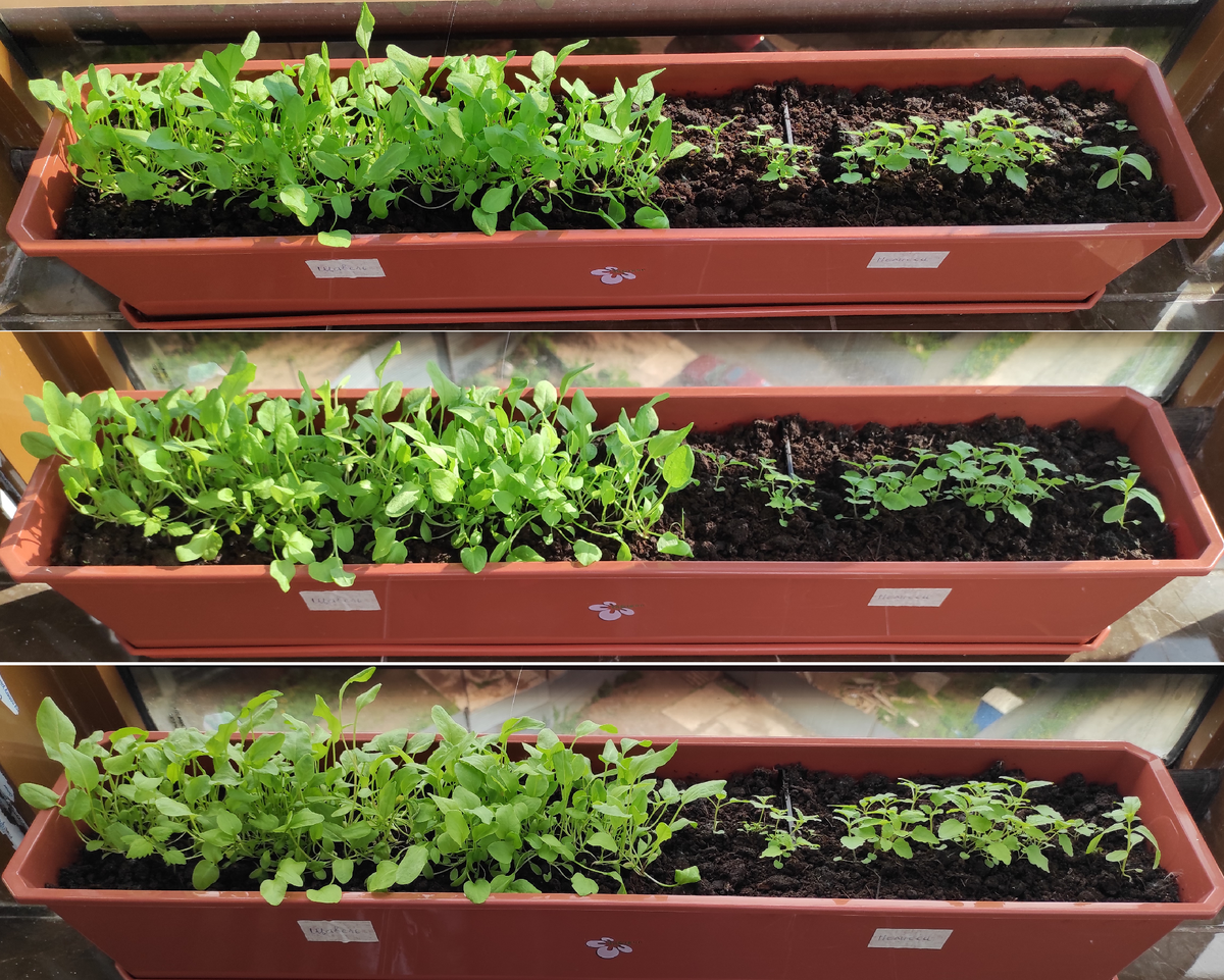 Щавель и мелисса 24.05-27.05.2021